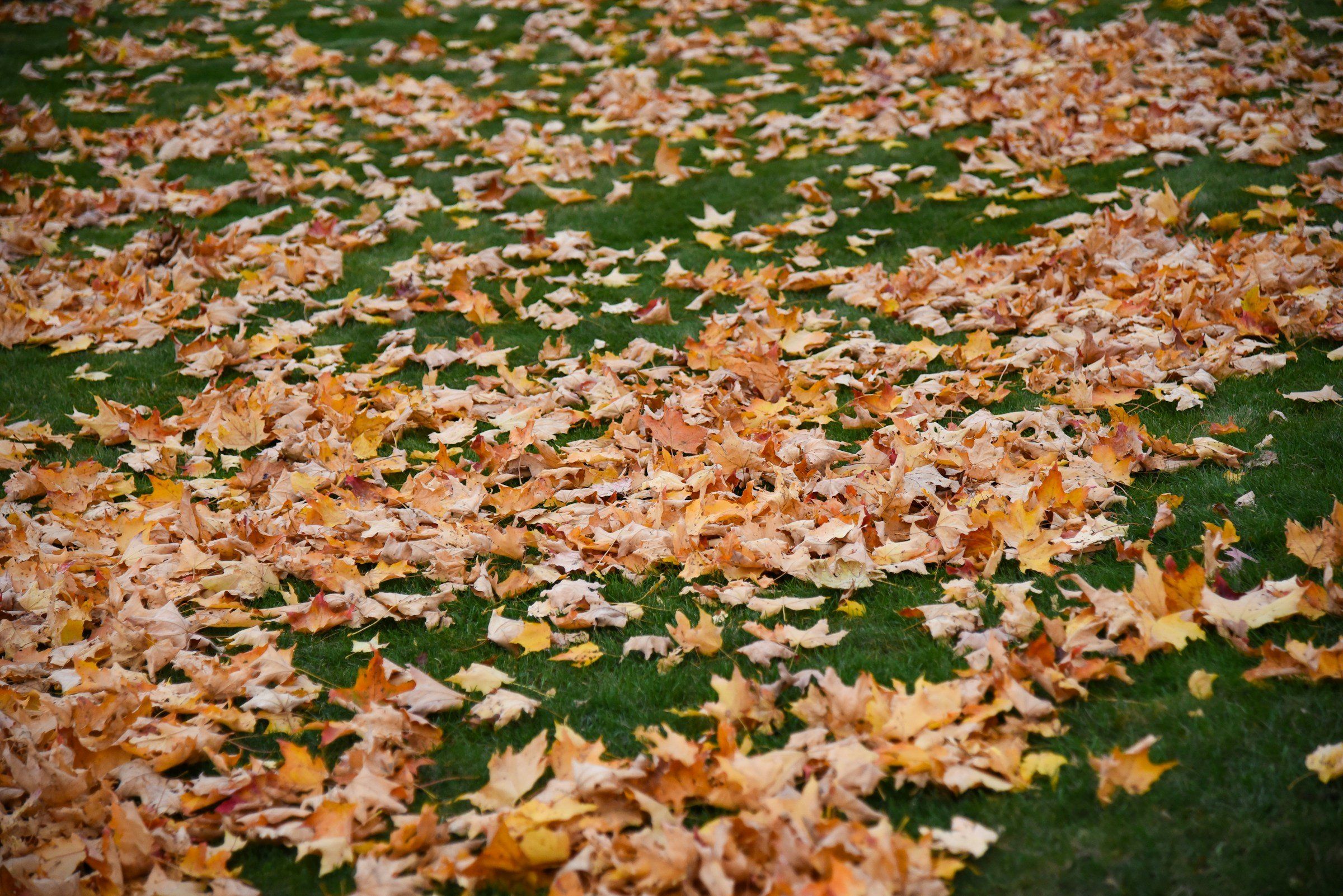 Fallen orange maple leaves covering a green lawn in autumn