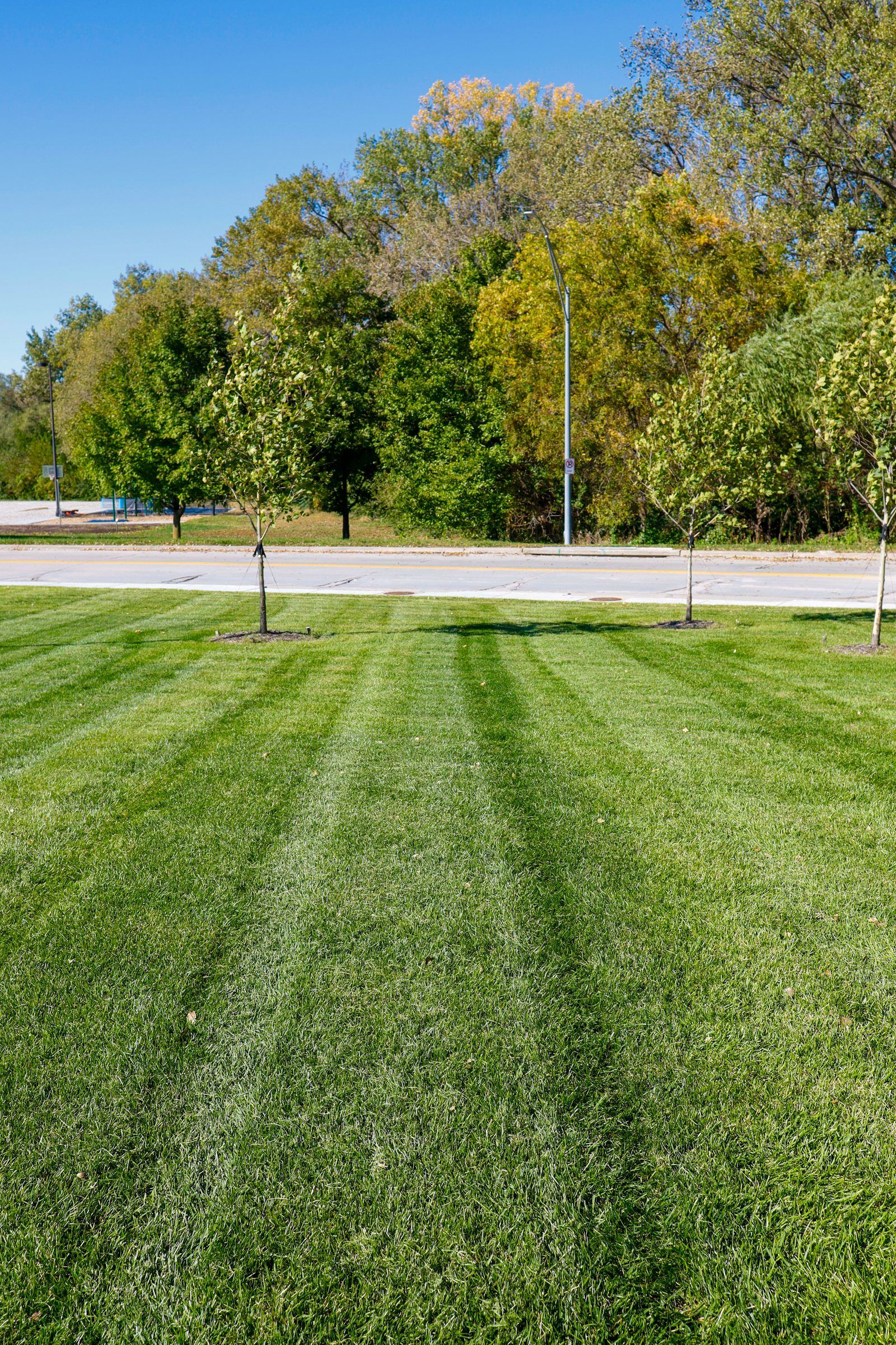 Thick, green striped lawn with a row of young trees