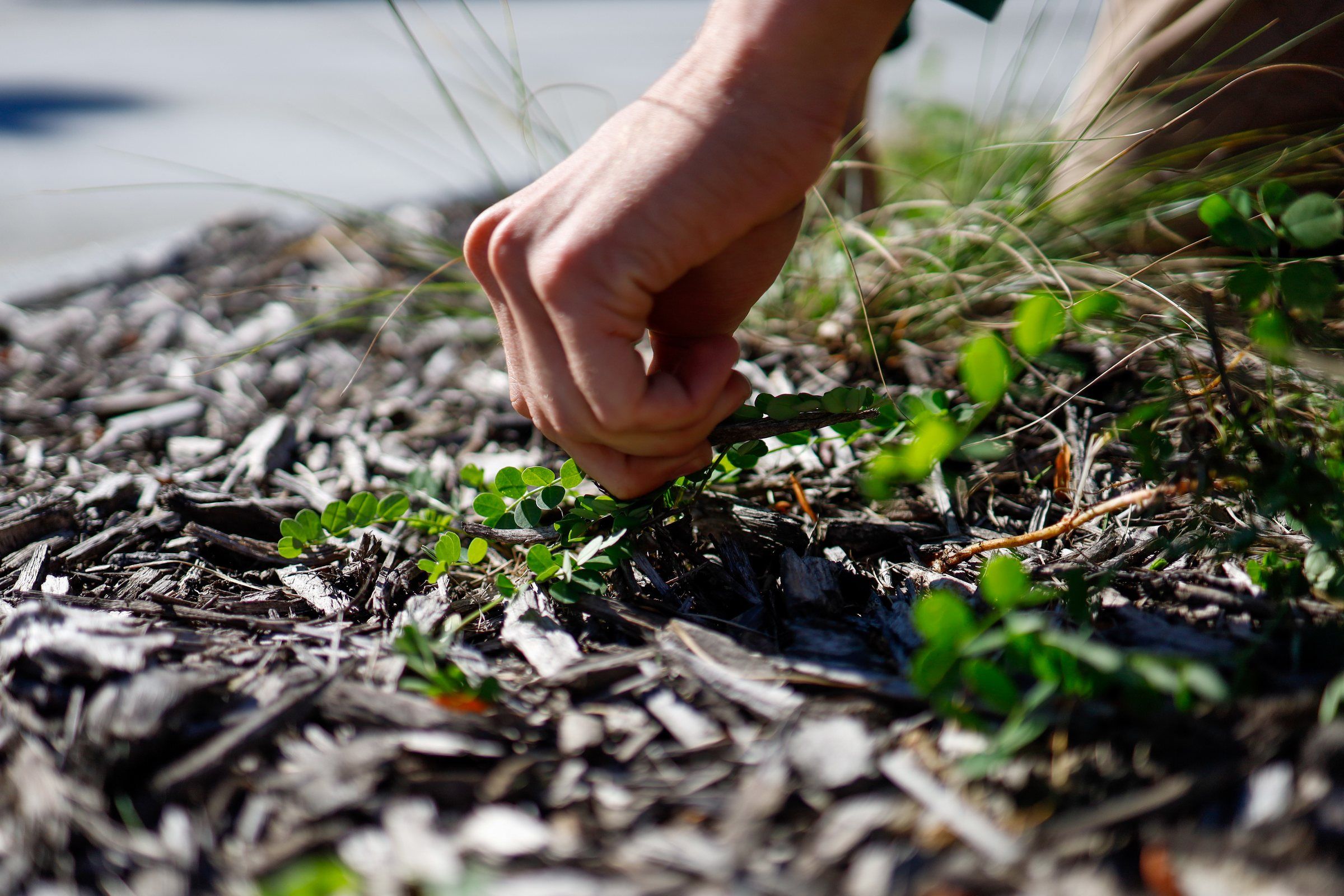 Hand-pulling weeds from a mulched landscape bed